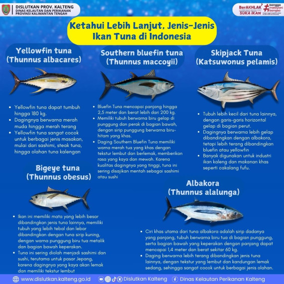 Gambar 5 jenis Ikan Tuna di Indonesia