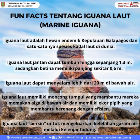 Gambar Hai Sobat Dislutkan.. hayo siapa yang pernah menonton Film Godzilla?  Yuk sekarang kita bahas Fun Fact tentang si Iguana Laut "Godzilla" (Marine Iguana)