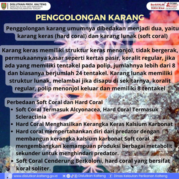 Gambar Tahukah kamu karang digolongkan menjadi dua yaitu karang keras dan karang lunak