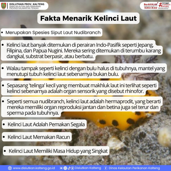 Gambar Fakta menarik Kelinci Laut