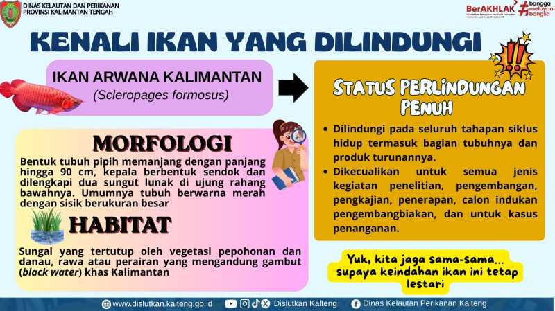 Gambar Arwana Kalimantan (Scleropages formosus)