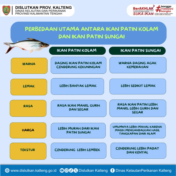 Gambar Perbedaan Utama Antara Ikan Patin Kolam dan Ikan Patin Sungai