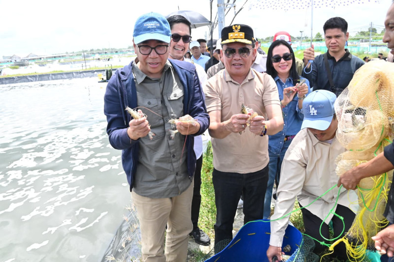 Gambar Gubernur Agustiar Sabran Bersamai Langsung Panen Parsial Udang Vaname Shrimp Estate Berkah