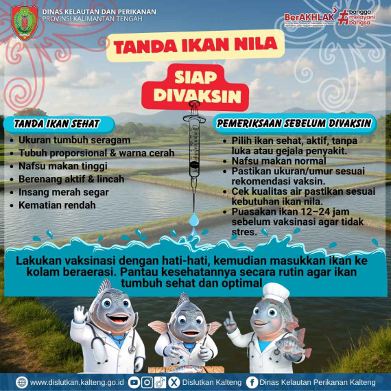 Gambar Ikan Nila Siap Vaksin