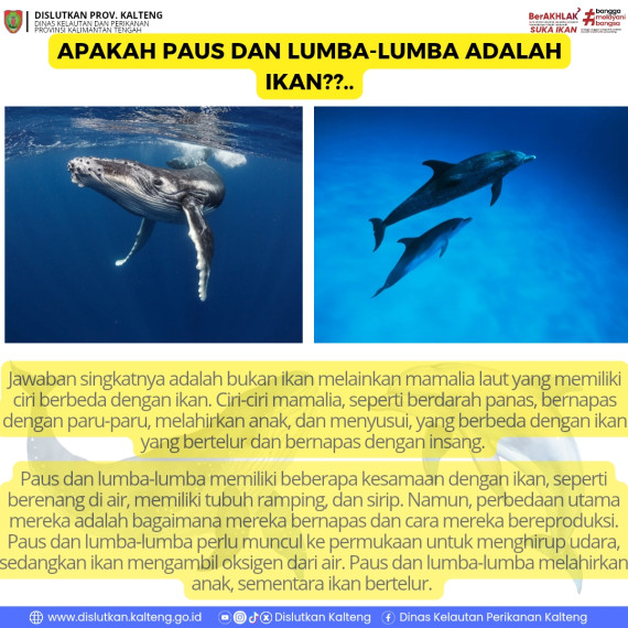 Gambar Apakah Paus dan Lumba Lumba Adalah Ikan?
