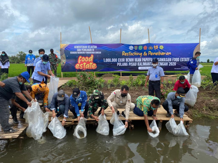 Gambar Giat Restocking dan Penebaran Sejuta Benih Ikan Papuyu di Kawasan Food Estate