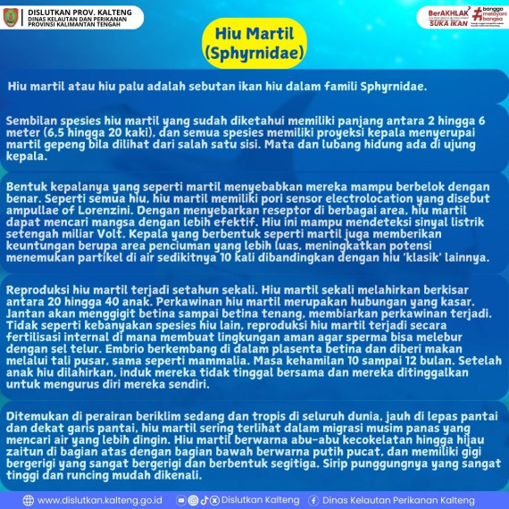 Gambar Hewan buas di dalam laut dengan kepalanya mirip benda palu yaitu Hiu Martil..