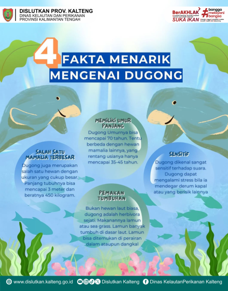 Gambar 4 Fakta Menarik mengenai Dugong