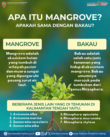 Gambar Apakah Mangrove sama dengan Bakau