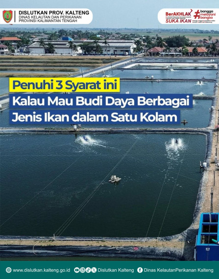 Gambar 3 hal yang hatus duiperhatikan pada sistem budidaya ikan polikultur