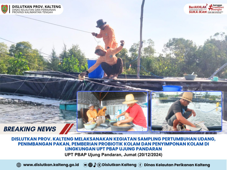 Gambar Dislutkan Prov. Kalteng Melaksanakan Kegiatan Sampling Pertumbuhan Udang, Penimbangan Pakan, Pemberian Probiotik Kolam dan Penyimponan Kolam di Lingkungan UPT PBAP Ujung Pandaran
