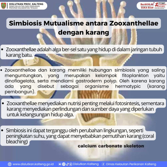 Gambar Simbiosis Mutualisme Antara Zooxanthellae dan Karang