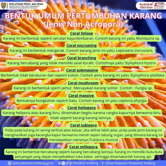 Gambar Pertumbuhan Terumbu Karang Jenis Acropora