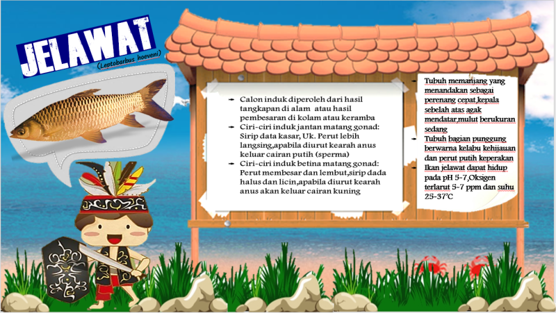 Gambar MENGENAL IKAN JELAWAT (Leptobarbus hoevenii)