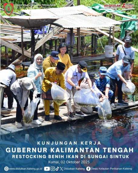 Gambar Kepala Dislutkan Prov. Kalteng Sri Widanarni, S.IP, M.Si Mengikuti Kunjungan Kerja Gubernur Kalimantan Tengah Dalam Kegiatan Restocking Benih Ikan di Sungai Sintuk Kabupaten Kotawaringin Barat, Kamis (2/10/2025).