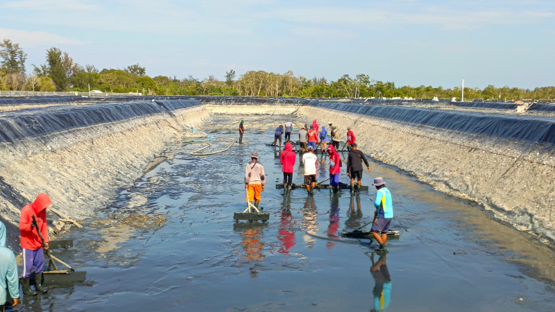 Gambar Dislutkan Kalteng Tingkatkan Produktivitas Udang Vaname Lewat Pembersihan Tambak