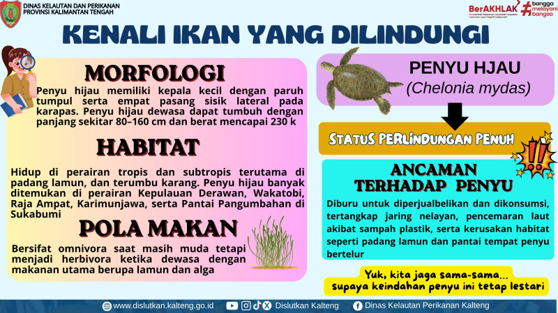 Gambar Penyu Hijau (Chelonia mydas)