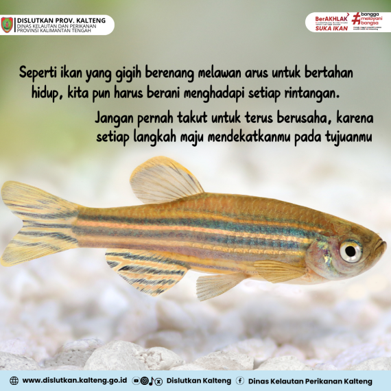 Gambar Seperti ikan yang gigih berenang, kita pun haru berani menghadapi rintangan