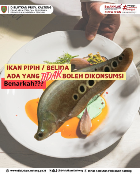 Gambar Ikan Pipih / Belida Ada yang Tidak Bisa Dikonsumsi, Benarkah?
