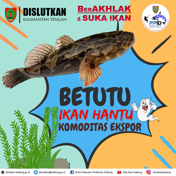 Gambar Betutu Ikan Hantu Komoditas Ekspor