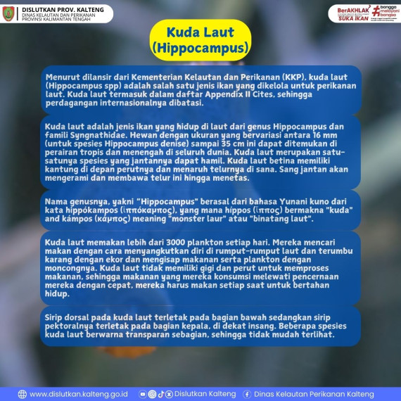 Gambar Info tentang Kuda Laut
