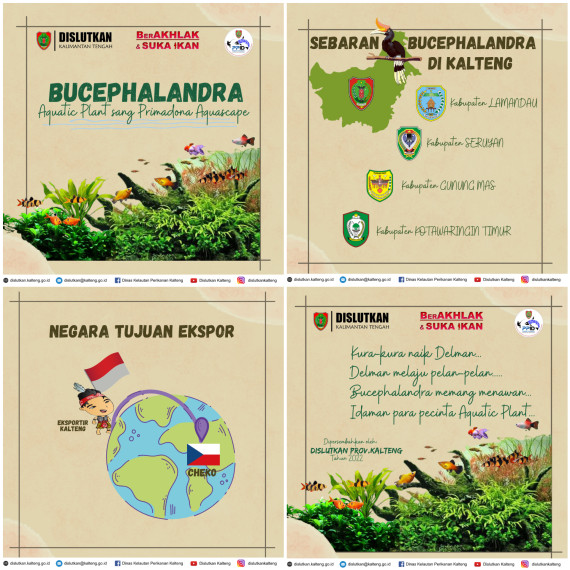 Gambar Bucephalandra aquatic plant sang primadona aquascape