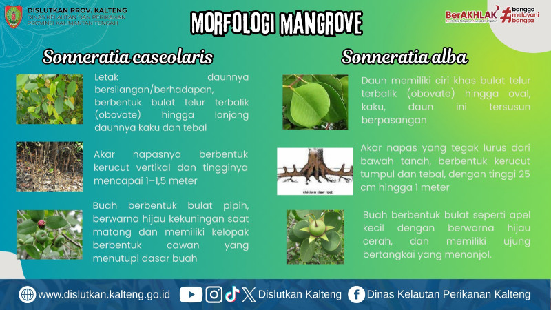 Gambar Keunikan Morfologi mangrove
