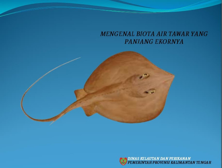 Gambar Mengenal Biota Air Tawar yang Panjang Ekornya