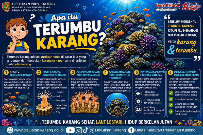 Gambar Apa itu terumbu karang?