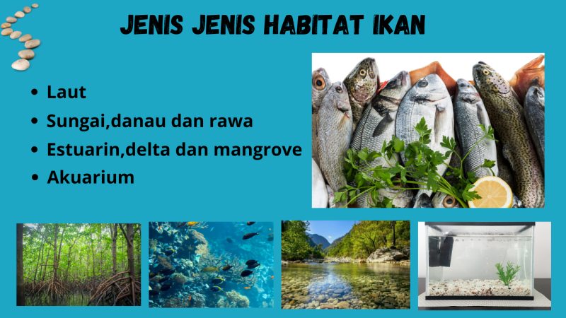 Gambar Jenis jenis habitat Ikan