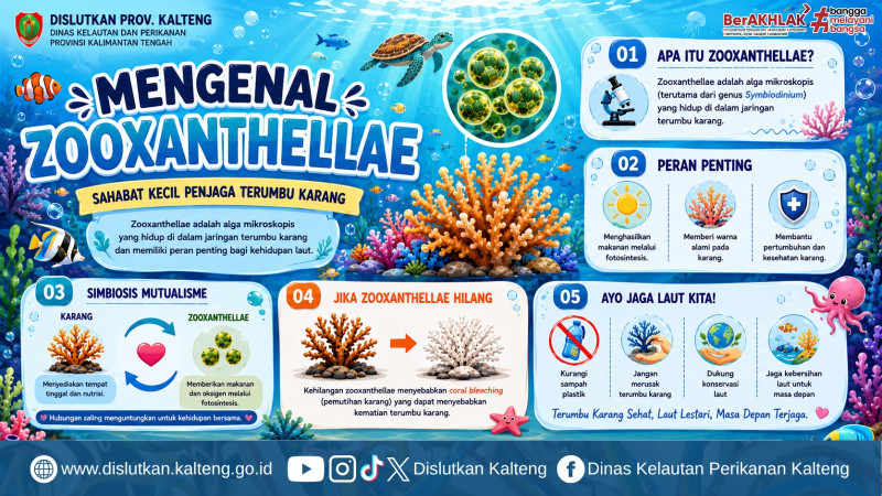 Gambar Zooxanthellae, alga mikroskopis yang hidup di dalam jaringan karang