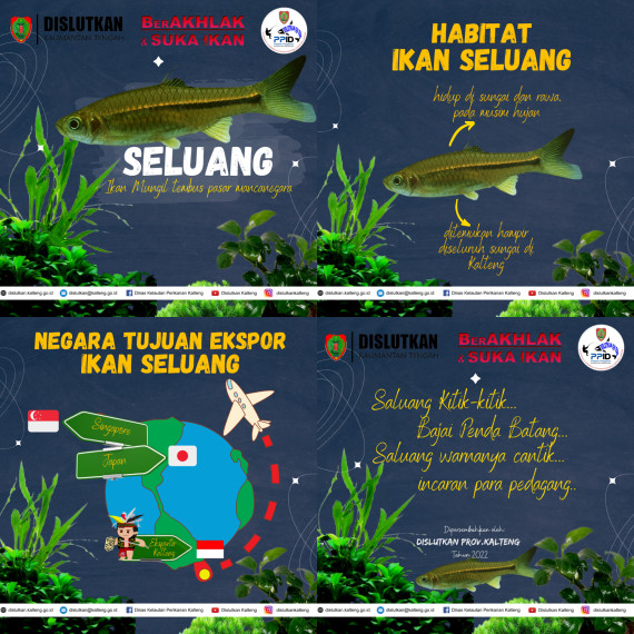 Gambar Seluang Ikan Mungil Tembus Pasar Mancanegara