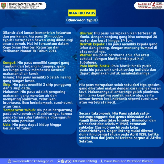 Gambar Ikan Hiu Paus