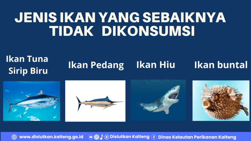 Gambar Jenis Ikan yang sebaiknya tidak dikonsumsi