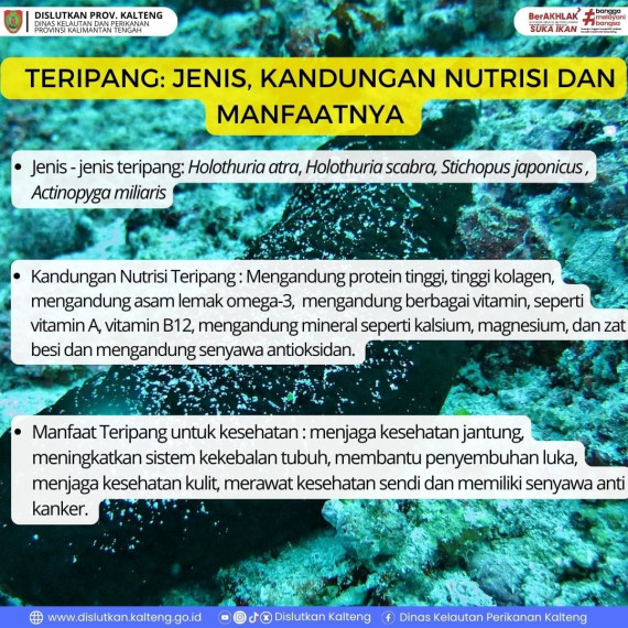 Gambar Teripang : Jenis, Kandung Nutrisi dan Manfaatnya