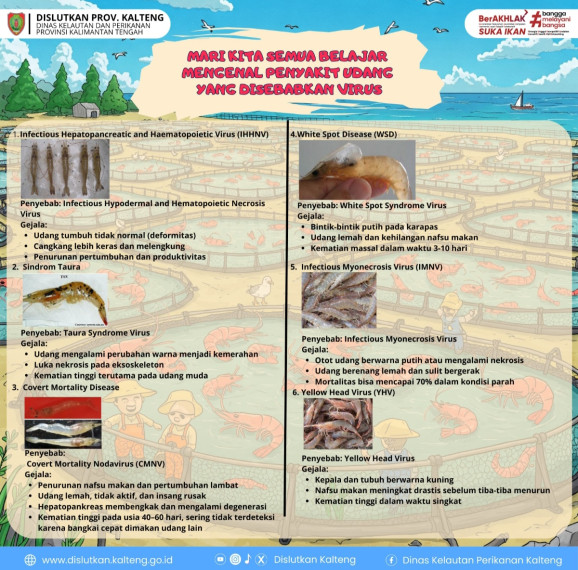 Gambar Penyakit Udang yang disebabkan Virus