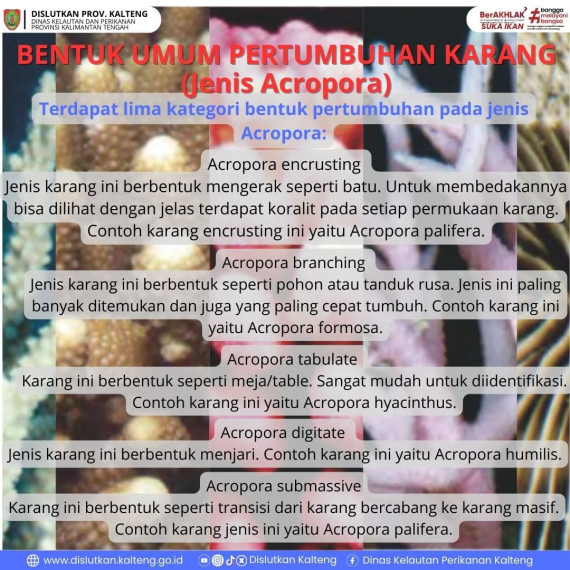 Gambar Bentuk Pertumbuhan Terumbu Karang Jenis Acropora
