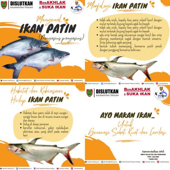Gambar Mengenal Ikan Patin (Pangasius pangasius)