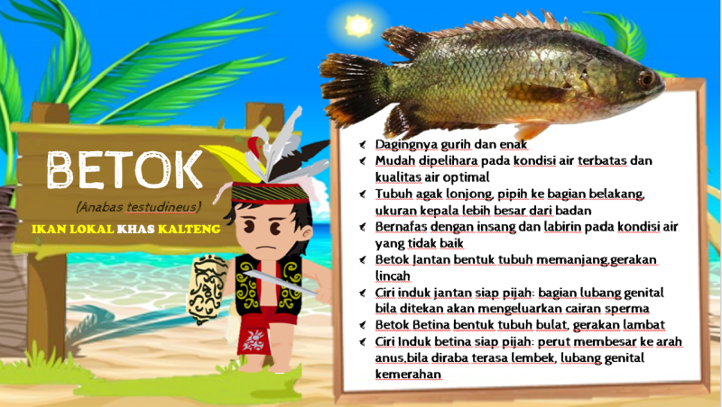 Gambar MENGENAL IKAN BETOK (Anabas testudineus)