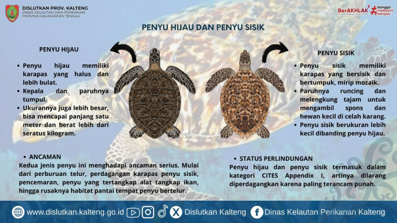 Gambar Penyu Hijau dan Penyu Sisik