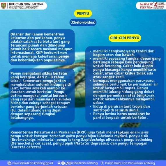 Gambar Hai Sobat Dislutkan...  kali ini MinKan berikan info tentang Penyu, cekidot ya...