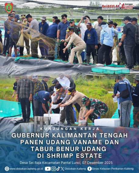 Gambar Gubernur Kalteng Panen Udang Vaname di UPT BLUD PBAPL Sei Raja