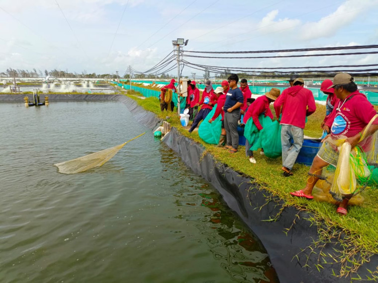 Gambar Kembali Sukses Panen Parsial Udang Vaname, Kadislutkan Harapkan Program Shrimp Estate Berkolaborasi Dibangun Bupati Di Pesisir Pantai Lainnya
