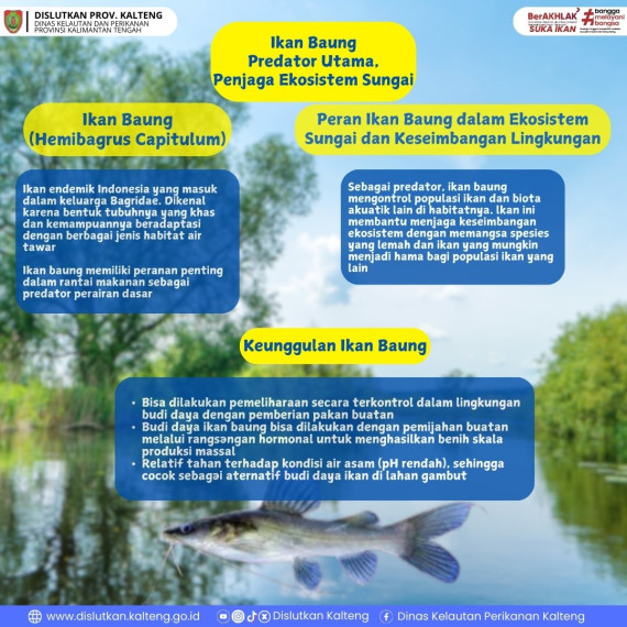 Gambar Info tentang ikan baung