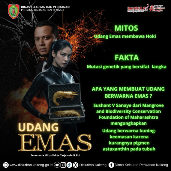 Gambar Mitos dan Fakta Udang Emas