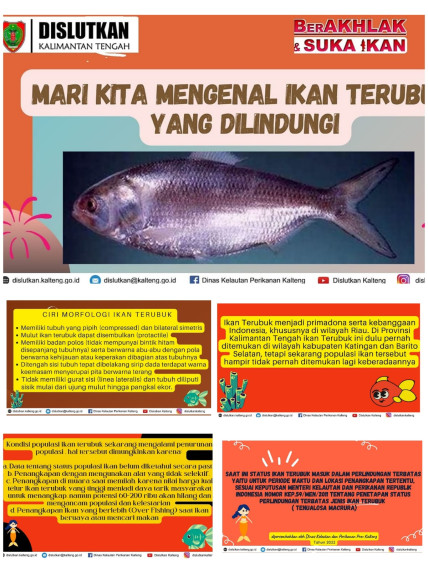 Gambar Mari Kita  Mengenal  Ikan Terubuk  yang   dilindungi