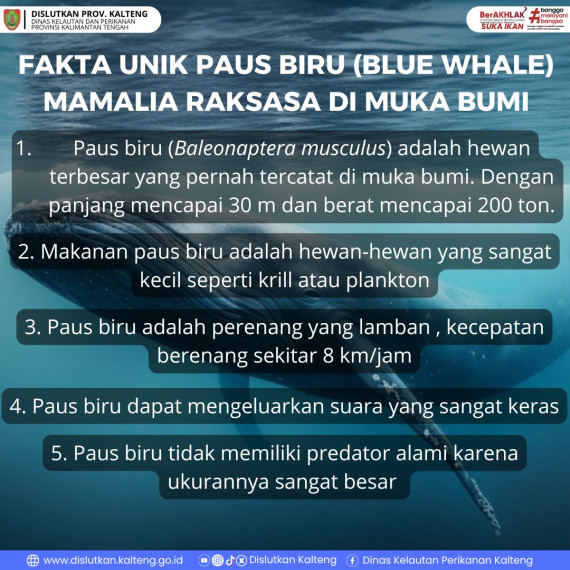 Gambar Fakta Unik Paus Biru (Blue Whale)  Mamalia Raksasa di Muka Bumi
