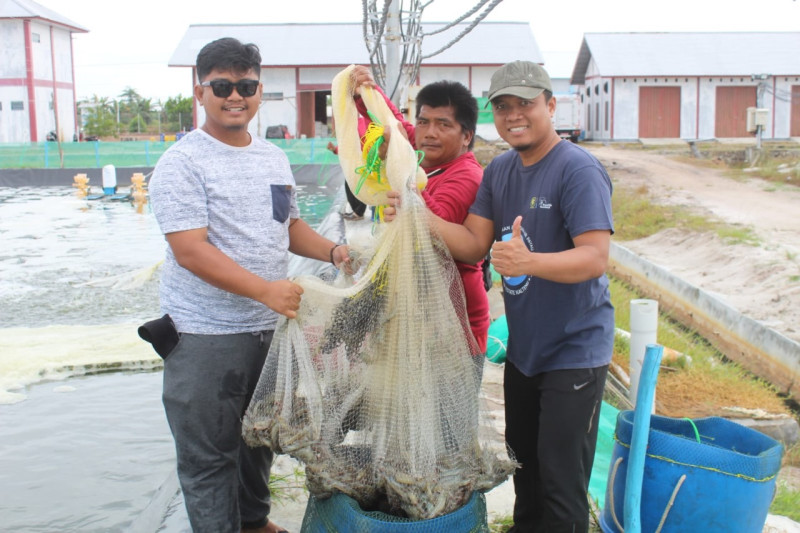 Gambar Dislutkan Prov. Kalteng Panen Parsial Pertama Udang Vaname Shrimp Estate Berkah