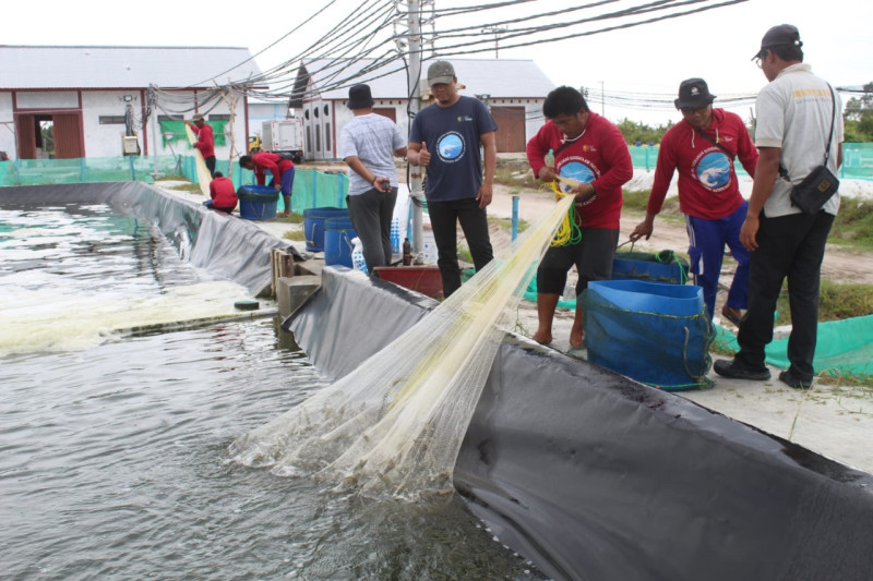 Gambar Gubernur Kalteng Pacu Shrimp Estate Sebagai Salah Satu Penghasil PAD dan Serap Tenaga Kerja Lokal