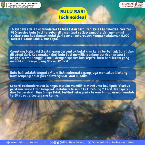Gambar Info tentang Bulu Babi